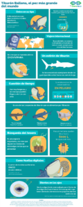 Infografía tiburón ballena
