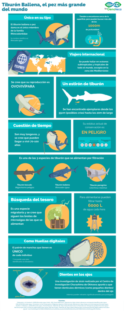Infografía tiburón ballena